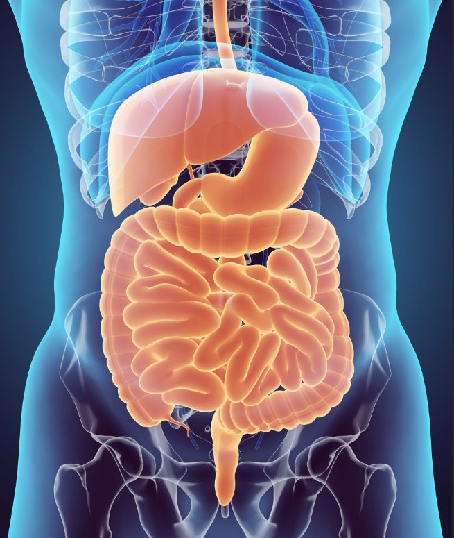 Revealing the Digestive Symphony: The Essential Harmony of Enzymes in ...